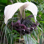 White Bat Tacca Plant in 4 Inch Pot, Indoor Plant with White Flowers, Perfect for Houseplant