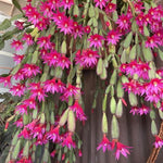 Easter Cactus Live Plant, Vibrant Blooming Cactus for Indoor Outdoor Gardens, 4-8'' Tall, No Pot (Pink Blooms)