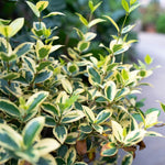 Set 2 Gold Jasmine Plant Live, 4-7 Inches Tall, Fast Growing Jasmine Flower Plant, Low Maintenance for Patio and Home Decoration