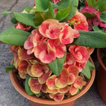 Set 2 Salmon Euphorbia Milii Plants, Crown of Thorns Live Plant, 5-8 Inc Tall, Hardy Euphorbia Flowering Houseplants