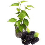 Mulberry Plant Live to Grow 5 to 8 Inch Height, Sweet Mulberry Fruit Tree Live Plant, Mulberries Seedling (Illinois Everbearing Mulberry)