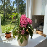 Pink Shrimp Plant Live, Live Shrimp Shrubs Plant, 5-7 Inches Tall, Easy Care Houseplant, Fragrant Blooms, Indoor Outdoor Growing
