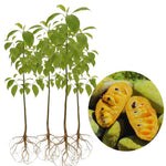 4 Cold Hardy Pawpaw Tree Live Plant Bare Roots, Paw Paw Fruit Well Rooted Dormant, No Leaves, 6 to 9 Inc Tall