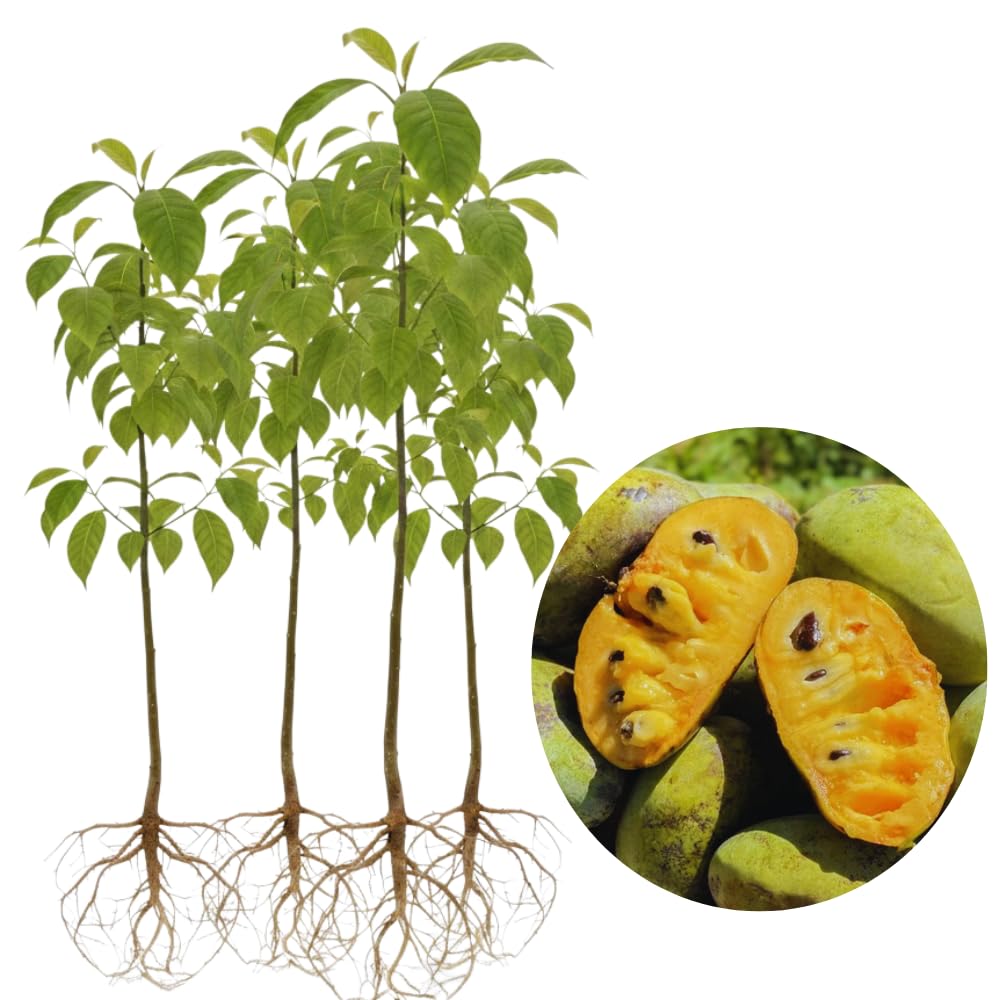 4 Cold Hardy Pawpaw Tree Live Plant Bare Roots, Paw Paw Fruit Well Rooted Dormant, No Leaves, 6 to 9 Inc Tall