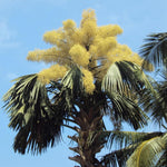 Palm Tree Live Plant, Fully Rooted in 3 Gallon Pot, Rare Tropical Plant Live for Indoor or Outdoor Growing, Huge Green Leaves