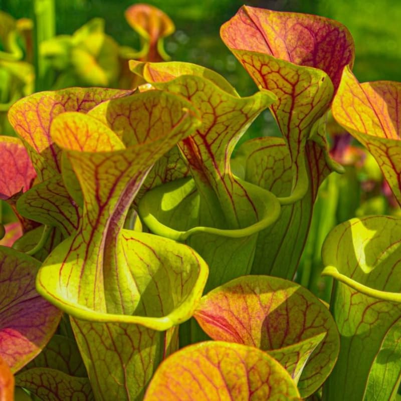 Sweet Nepenthes Pitcher Plant Live in Pot, Pond Plant, Exotic Tropical for Indoor Outdoor Décor, Easy to Grow, Rare Variety, 7 Months Old