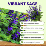 3 Blue Salvia Sage Plants 4–7" Tall, Perennial Live Flowering Garden Plants for Outdoor Growing, Vibrant Salvia Plant Starter