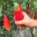 10 Count Shampoo Ginger Plant Rhizomes, Wild Awapuhi Zingiber Zerumbet Pinecone Bitter Red Ginger, Hardy in Zones 9-11