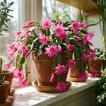Pink Easter Cactus Plant Live 4-6 Inches, Vibrant Spring Bloomer for Indoor Decor, Patio Pots, Ready to Grow