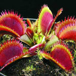 3 Starter Venus Fly Trap Live Plants in Pot, Live Venus Fly Traps for Terrarium Outdoor Indoor Gardening