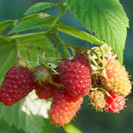2 Raspberry Plants Live for Planting, Raspberry Bush Live Plants, Size 5-8 Inch Tall, Sweet Raspberry Trees, Well-Rooted (Red Raspberry)