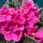 Pink African Violet Live Plant in 4” Pot, Blooming Indoor Houseplant, Easy Care Flowering Plant for Home or Office Décor