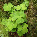Oxalis Shamrock Live Plant 3-6 Inches Tall, Shade Loving Shamrock Plant for Patio Pots, Containers and Home Decor