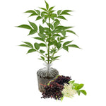 Set 2 Elderberry Plants Live Bush, Black Elderberries Plant Starter 5 to 9 Inch Tall Perennial Fruit Plant, No Pot, Dormant in Winter