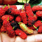 Set of 2 Red Mulberry Trees Live Plants, Starter 4-6 Inches Tall, No Pot, Mulberry Bush Fruit for Outdoor Growing, Cold Hardy