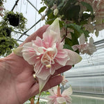 2 Light Pink Fuchsia Live Plants 4-7'' Tall, Hardy Hanging Basket Flower Plant, Shade Loving Blooming Fuchsia Starter Plants