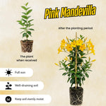 2 Yellow Mandevilla Plants Live, 4-6'' Tall, Mandevilla Flower Plants, Vibrant Flowers Plant for Outdoor Growing