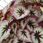 Fire Begonia Plant Live 4-6 Inches, Starter Begonia Well Rooted, Colorful Foliage Plant for Indoor Decor and Patio Pots