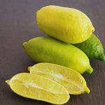 Green Finger Lime Tree Live Plant, Citrus Plant Live Garden, 1-2 Feet Tall, Fruit Gardening, Finger Lime Plant Pot 1 Gallon, No Ship to CA