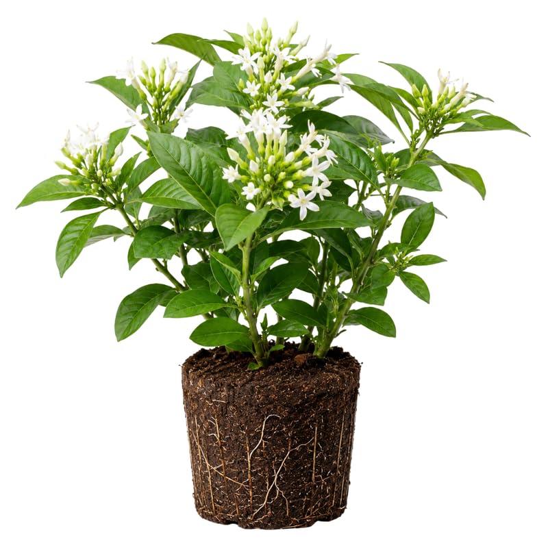 Night Blooming Jasmine Plant Live 4-7 Inches Tall, Fragrant Flowering Vine for Garden, Patio Containers and Indoor Growing