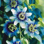 Passion Flower Plant Live, Passiflora Flowering Vine, Trailing Passion Flowers 4 to 8 Inch Tall (Rare Blue)