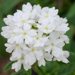 Set 2 Verbena Live Plants, Perennial Verbena Flowers, Long-Lasting, Hardy Flowering Plant for Planting (White)