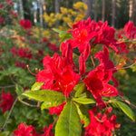 Live Azalea Plant, Hardy Rhododendron Flowering Shrub, 10 Inches Tall for Growing (Red)