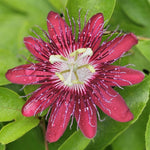 Burgundy Passion Flower Plant Live, Passiflora Flowering Vine, Trailing Passion Flowers 4 to 8 Inch Tall