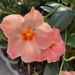 2 Peach Mandevilla Plants Live 4–7" Tall, Live Mandevilla Flowering Tropical Vines for Patio, Containers and Backyard Landscaping