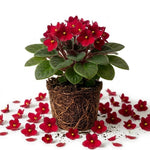 Red African Violet Plant Live, 4 Inch Pot, Indoor Flowering Plant