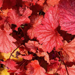 2-Pack Live Heuchera Coral Bells Plants, Brown, Orange, Pink, Red Leaves, Vibrant Indoor Outdoor Planting