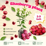 1 Blueberry Bush Live Plant 5 to 9 Inch Tall, Blueberry Plant Live for Planting, Sweet Blueberries Fruit Tree Live Plant (Pink Lemonade Blueberry)