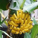 Banana Plant Live, Dwarf Cavendish Banana Tree Live Plant, Hardy Banana Fruit Seedling 4 to 8 Inch Tall, Indoor Outdoor