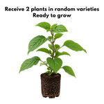 2 Clerodendrum Flowering Plants Live, Chains of Glory Vine Light Bulbs Plant 4-8 Inches for Growing Indoor Outdoor (Random Clerodendrum)
