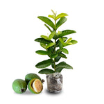 Guava Tree Live Plant, 5 to 7 Inc Tall, Pineapple Guava Plant Live for Planting, Zone 9 to 11