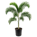 Palm Tree Live Plant Indoor Outdoor, Rare Succulent Palm Houseplant for Indoor or Outdoor Growing, 1 Gallon Pot, White Flowers Red Fruits