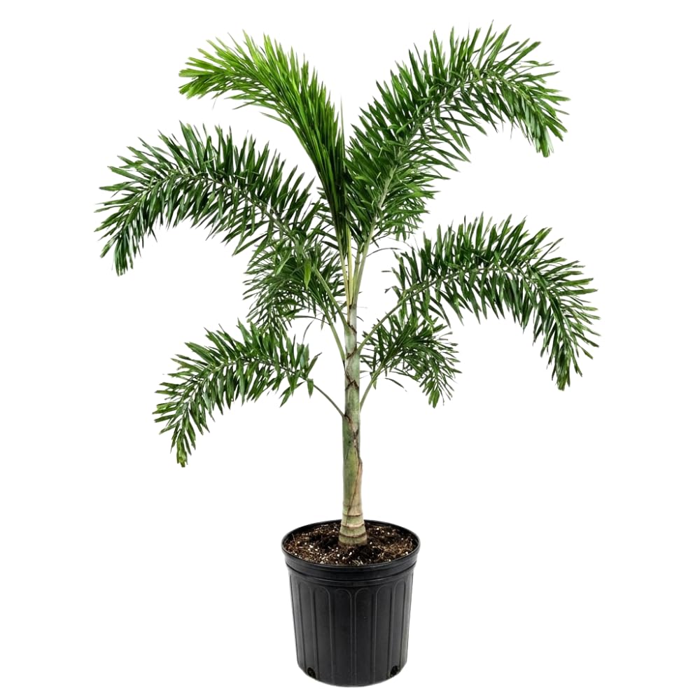 Palm Tree Live Plant Indoor Outdoor, Rare Succulent Palm Houseplant for Indoor or Outdoor Growing, 1 Gallon Pot, White Flowers Red Fruits