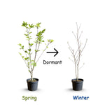 2 Magnolia Tree Cuttings, Hardy Fragrant Magnolia Flowering Tree, Well Rooted Cuttings 8–12 Inches for Outdoor Garden (Saucer Magnolia Cuttings)