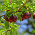 Cherry Plum Live Plant, 2-3 Ft Tall