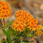 4 Orange Milkweed Plants Live 4-9 Inc Tall, Tropical Milkweed Plants Well Rooted, Outdoor Growing