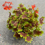2 Bicolor Leaves Scented Geranium Plants Live 4–7 Inches Tall, Fragrant Flowering Geranium Herb Plant, Indoor Outdoor Container Plant for Garden