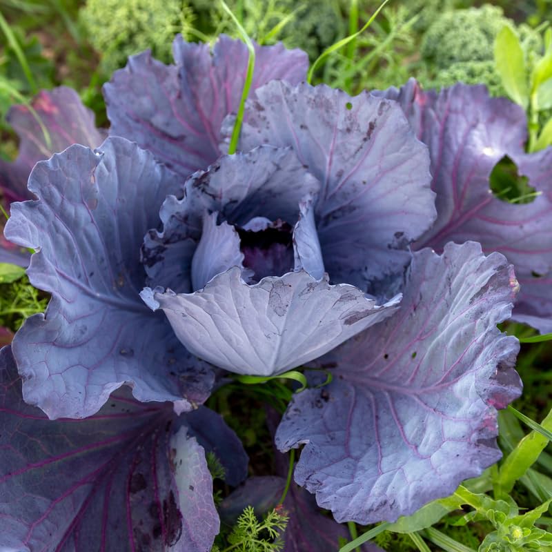 2 Pots Red Purple Cabbage Plants, 4 Inch Pot Cabbage Plants Live for Planting Indoor Outdoor Home Garden, Containers, Live Vegetables Plant