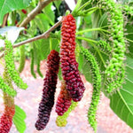2 Pakistan Mulberry Plants Live for Growing, 6-8 Inch Height, Pakistan Mulberry Fruits Tree, Long Mulberries Tree Home Garden