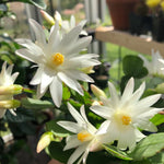 White Easter Cactus Live Plant, 4-9” Tall, Rooted Holiday Cactus Succulent Plant for Indoor or Outdoor Growing, Easy Care Flowering Houseplant
