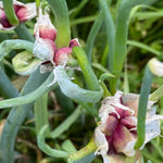100 Walking Onion Seeds - Egyptian Walking Onion Seeds, Not Bulbils, Perennial Heirloom Onion for Garden Planting