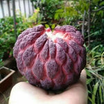 Red Sugar Apple Tree, Sweet Red Custard-Like Fruit Tree in Half Gallon Pot, 6-12 Inches, Ready to Grow for Outdoor Garden