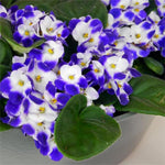 Blue White African Violet Live Plant in 4” Pot, Blooming Indoor Houseplant, Easy Care Flowering Plant for Home or Office Décor