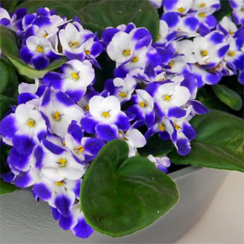 Blue White African Violet Live Plant in 4” Pot, Blooming Indoor Houseplant, Easy Care Flowering Plant for Home or Office Décor