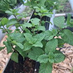 3 Spearmint Plants, Live Mint Plants, 3-5'' Tall, Herb for Outdoor and Indoor Planting