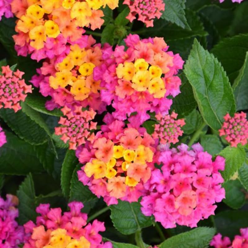 Pink Lantana Plants Live in 4 Inch Pot, Perennial Lantana Plants Live for Planting Outdoors Garden, 4-6 Inch Tall, Vibrant Flowers Colors